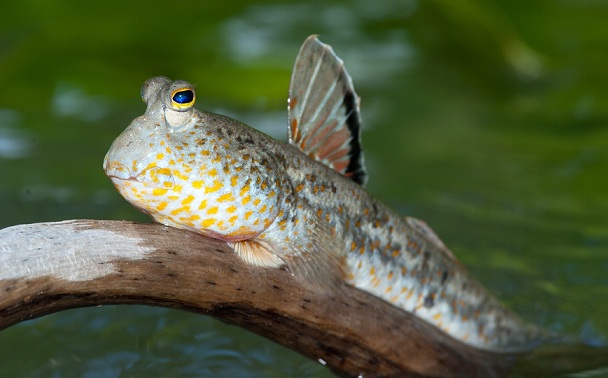 Растительный мир Африки: список редких представителей флоры и фауны, эндемики африканского континента