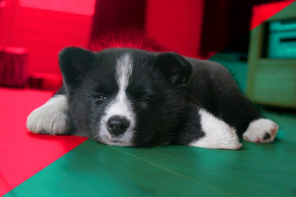 Уход и содержание карельской медвежьей собаки