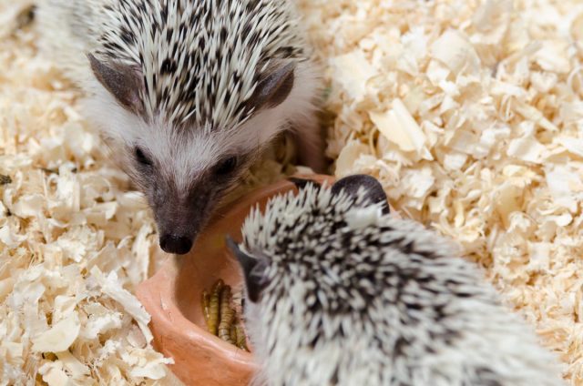 Для кормления домашних ежей может использоваться беззлаковая разновидность кошачьего корма, дополненного мучными червями, сверчками и другими живыми лакомствами