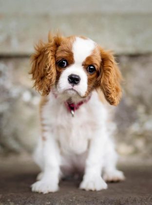 Породы самых маленьких собак