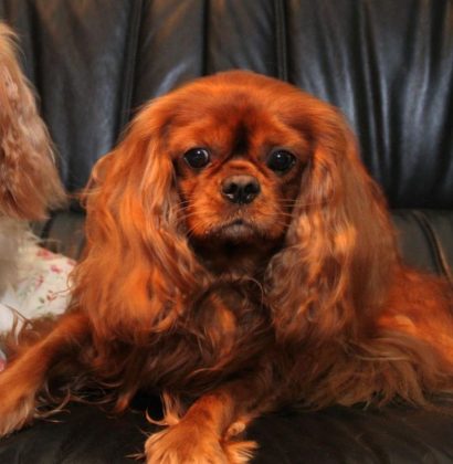 Породы самых маленьких собак