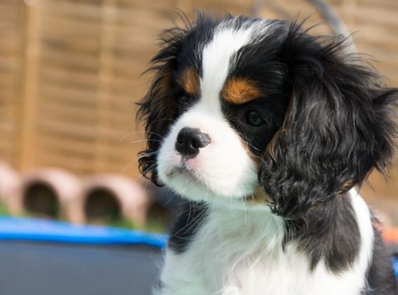 Породы самых маленьких собак