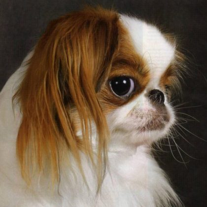 Породы самых маленьких собак