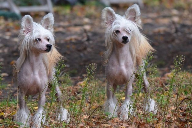 Лучшие породы маленьких собак