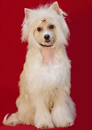 Лучшие породы маленьких собак