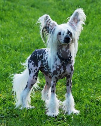 Лучшие породы маленьких собак