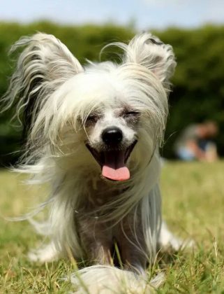 Лучшие породы маленьких собак