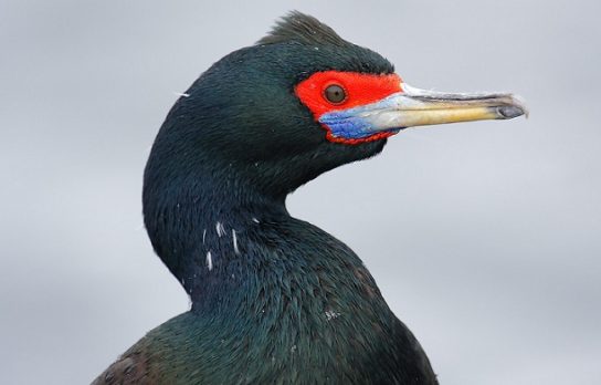 Какая птица ныряет глубже