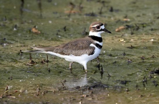 Какая птица ныряет глубже
