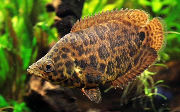 Растительный мир Африки: список редких представителей флоры и фауны, эндемики африканского континента