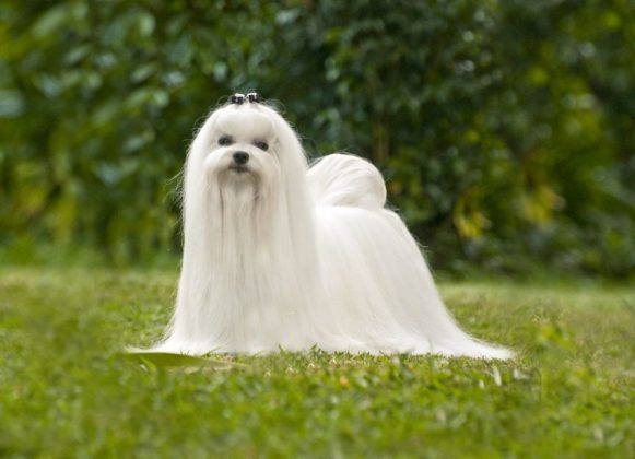 Китайские породы собак: названия, маленькие, большие и средние, белые, рыжие
