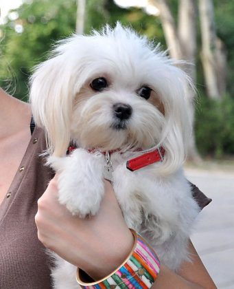 Китайские породы собак: названия, маленькие, большие и средние, белые, рыжие