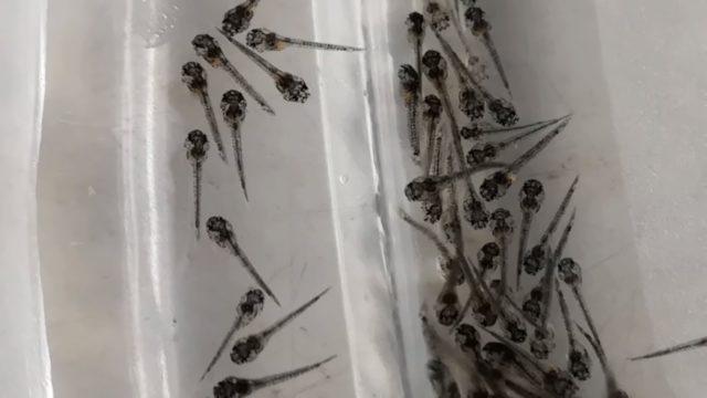 Мальки крапчатого сома