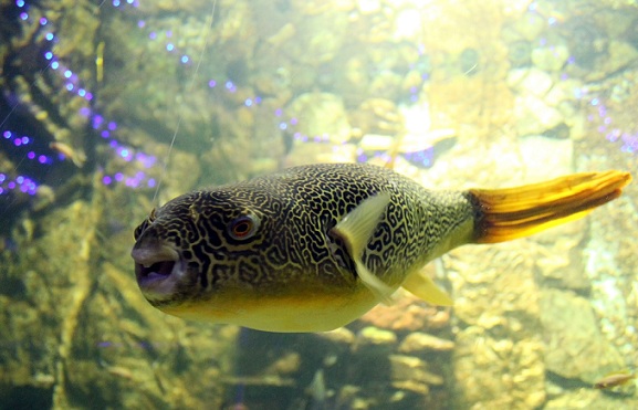 Растительный мир Африки: список редких представителей флоры и фауны, эндемики африканского континента