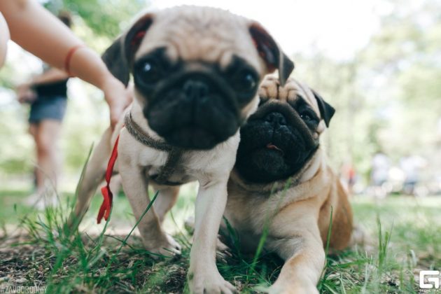 Породы самых маленьких собак