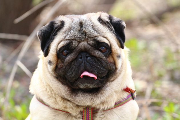 Породы самых маленьких собак