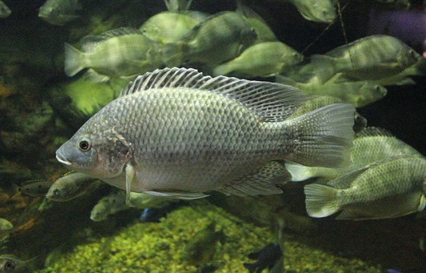 Растительный мир Африки: список редких представителей флоры и фауны, эндемики африканского континента