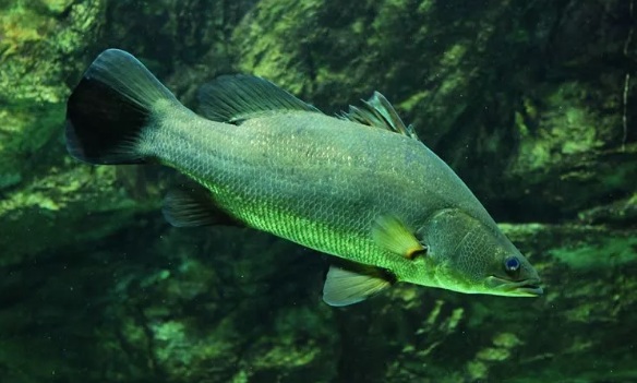 Растительный мир Африки: список редких представителей флоры и фауны, эндемики африканского континента