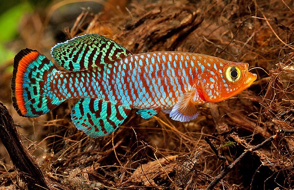 Растительный мир Африки: список редких представителей флоры и фауны, эндемики африканского континента