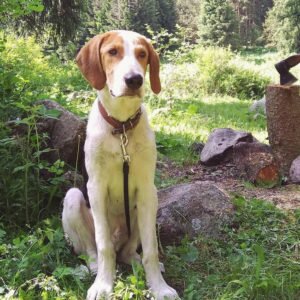 Русская пегая гончая