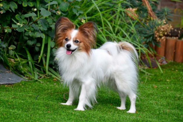 Породы самых маленьких собак