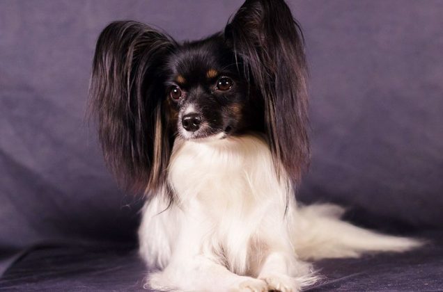 Породы самых маленьких собак