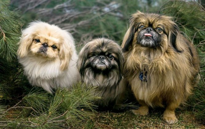 Породы самых маленьких собак