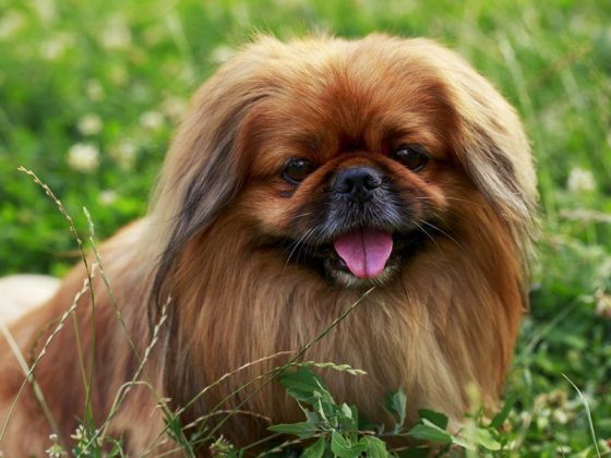 Породы самых маленьких собак