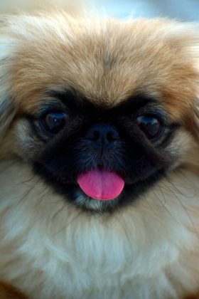 Породы самых маленьких собак