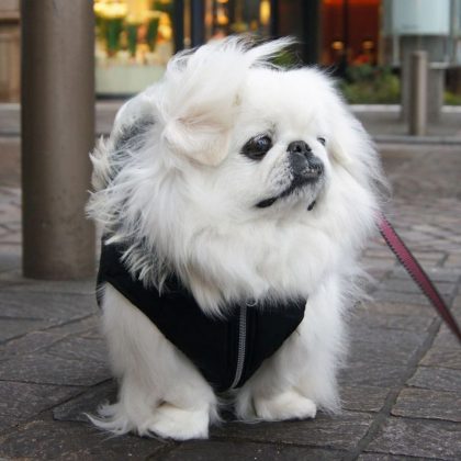 Породы самых маленьких собак