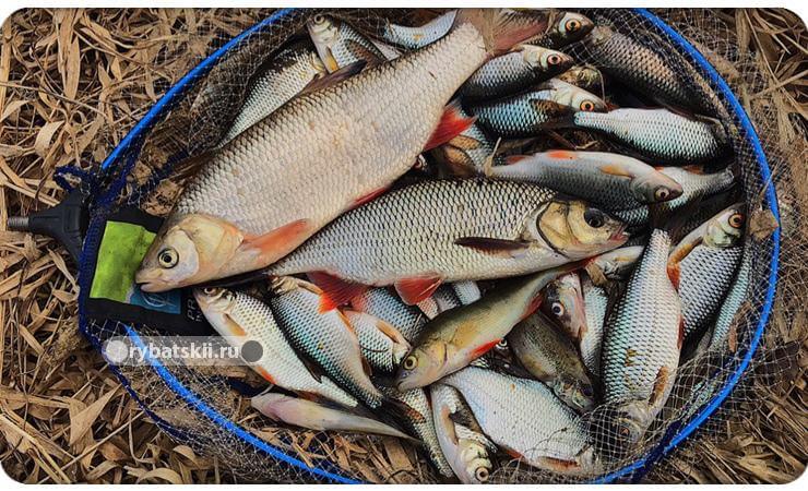 Тарань в садке