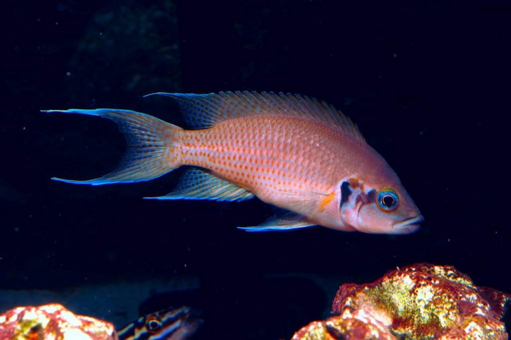 Растительный мир Африки: список редких представителей флоры и фауны, эндемики африканского континента