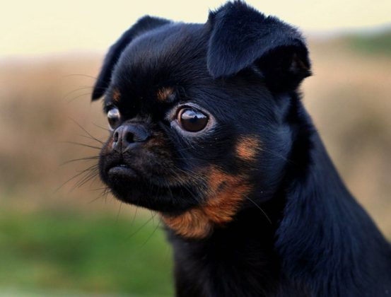 Китайские породы собак: названия, маленькие, большие и средние, белые, рыжие