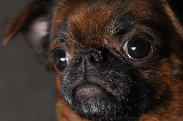 Китайские породы собак: названия, маленькие, большие и средние, белые, рыжие