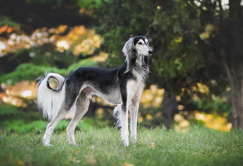 Персидская борзая Салюки.
