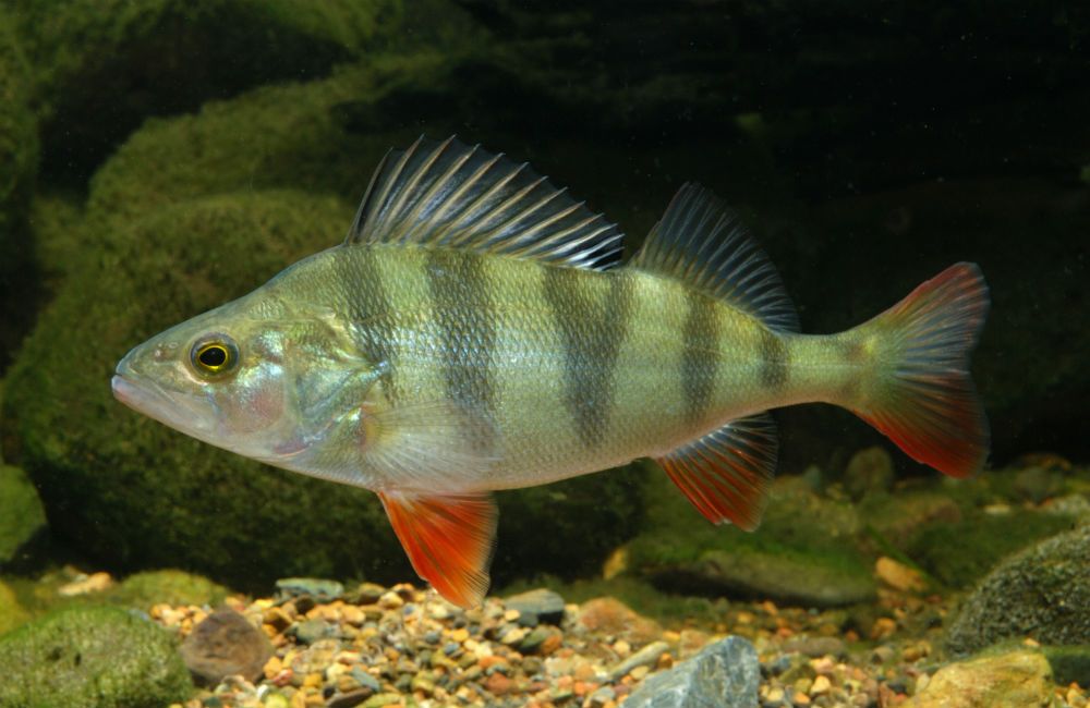 Растительный мир Африки: список редких представителей флоры и фауны, эндемики африканского континента