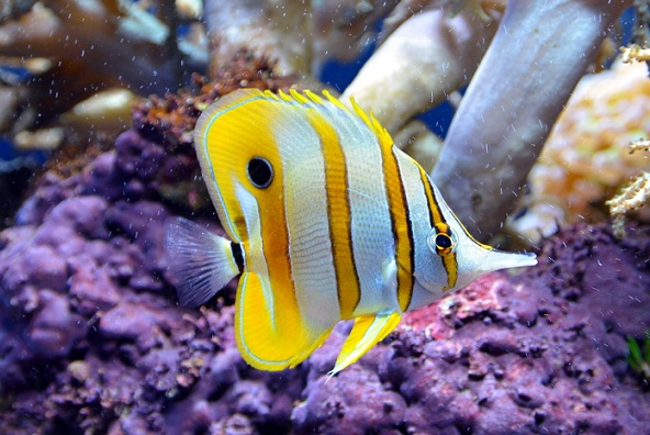 Растительный мир Африки: список редких представителей флоры и фауны, эндемики африканского континента