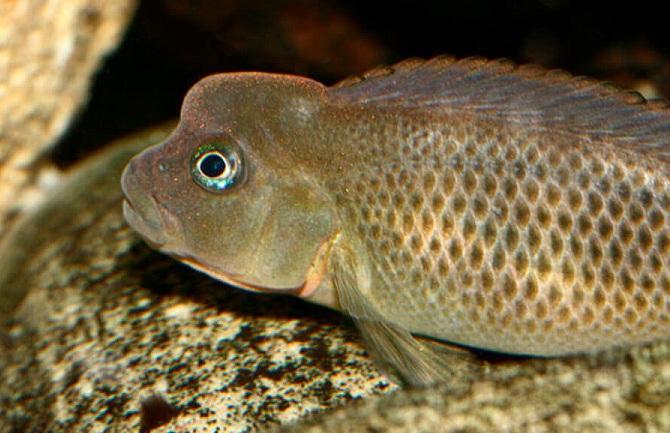 Растительный мир Африки: список редких представителей флоры и фауны, эндемики африканского континента