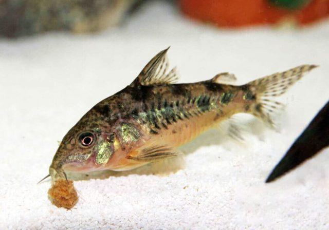 Коридорас ест корм