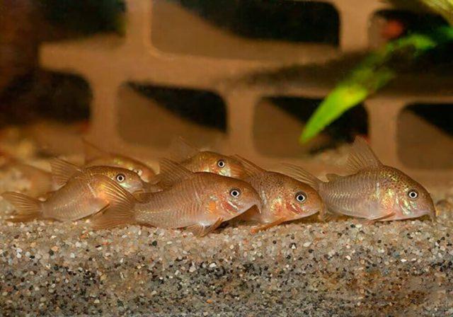 Стая золотистых коридорасов