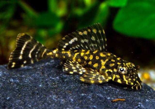 Молодой парчовый сом Парчовый птеригоплихт - малек