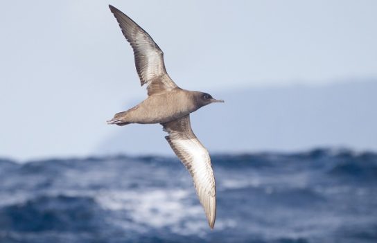 Какая птица ныряет глубже