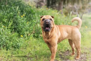 Взрослый шарпей на прогулке