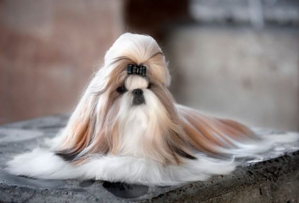 Породы самых маленьких собак