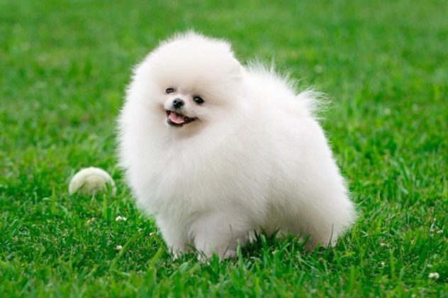 Породы самых маленьких собак