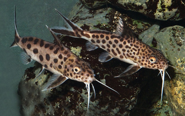 Растительный мир Африки: список редких представителей флоры и фауны, эндемики африканского континента