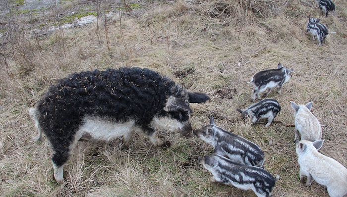 сухая трава и свиньи