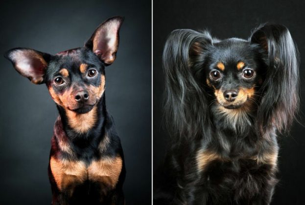 Китайские породы собак: названия, маленькие, большие и средние, белые, рыжие