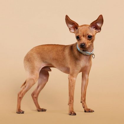 Китайские породы собак: названия, маленькие, большие и средние, белые, рыжие