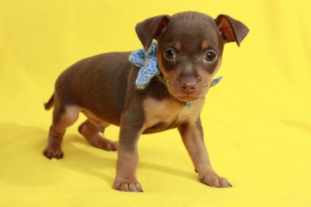 Китайские породы собак: названия, маленькие, большие и средние, белые, рыжие